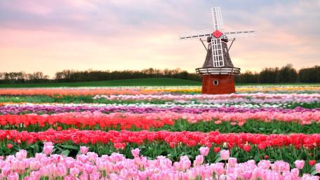 Vibrant Tulip Field with Windmill in Spring Light wallpaper