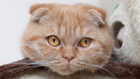 Ginger Cat with Beautiful Eyes in Cozy Setting wallpaper