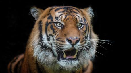 Majestic Tiger on Dark Backdrop wallpaper