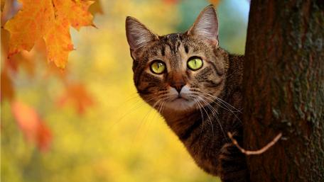 Autumn Serenity with a Tabby Cat wallpaper