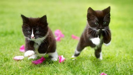 Playful Kittens Exploring Their Garden Adventure wallpaper