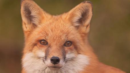 Elegant Fox Portrait in Nature Scene wallpaper