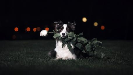 Elegant Border Collie with Rose at Nighttime Atmosphere wallpaper