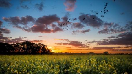 Stunning Sunset Over Rape Field with Birds Flying wallpaper
