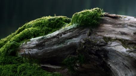 Lush Green Moss on Weathered Trunk wallpaper