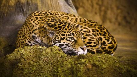 Majestic Jaguar Resting in Serenity wallpaper