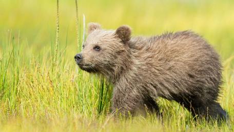 Adorable Bear Cub in Nature's Embrace wallpaper