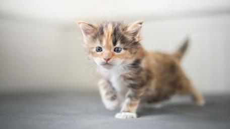 Adorable Kitten Playing Around wallpaper