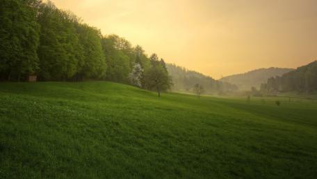 Serene Spring Meadow at Dawn wallpaper