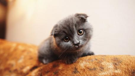 Adorable Gray Kitten Curiously Looking Around wallpaper