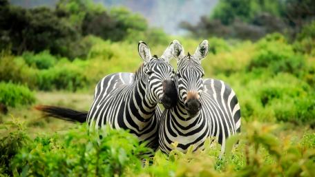Lake Mburo National Park wallpaper