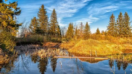 Golden Autumn Reflections on a Serene Lake wallpaper