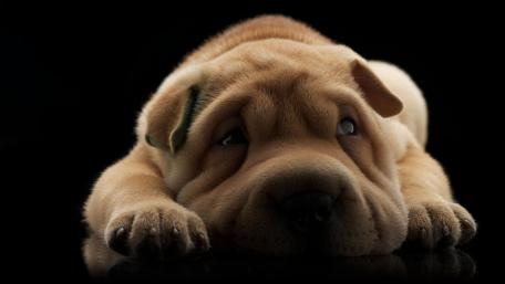 Shar Pei puppy wallpaper