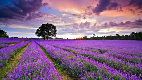 Vibrant Lavender Fields at Sunset wallpaper