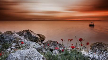 Serene Sunset by the Shoreline with Poppies wallpaper