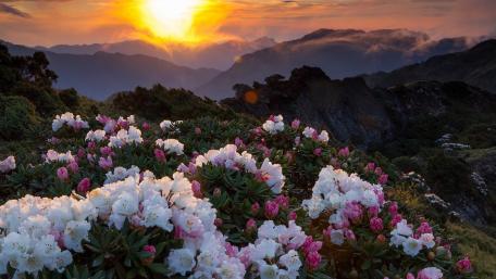 Serene Sunset Over Blooming Rhododendrons wallpaper