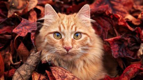 Ginger Cat Among Autumn Leaves wallpaper