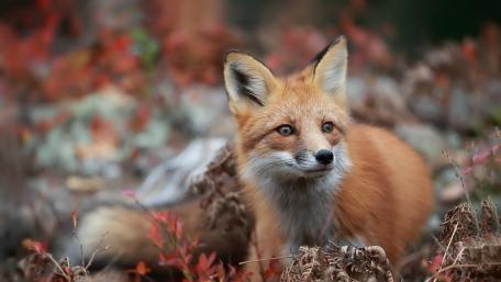 Majestic Red Fox in Nature's Embrace wallpaper