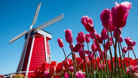 Vibrant Spring Tulips by a Red Windmill wallpaper