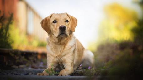 Loyal Labrador Retriever in Nature Light wallpaper