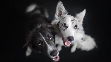 Playful Border Collies in Stunning Black and White Fur wallpaper