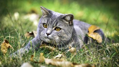 Mysterious Grey Cat Among Leaves wallpaper