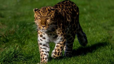 Majestic Leopard on the Prowl in Nature's Beauty wallpaper