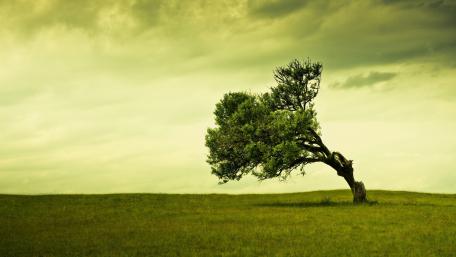 Lone Tree Under Dramatic Skies wallpaper
