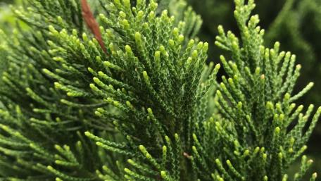 Lush Greenery Close-Up Wallpaper wallpaper