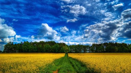 Vibrant Rapeseed Field Under a Blue Sky wallpaper
