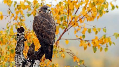 Majestic Hawk on a Colorful Autumn Branch wallpaper