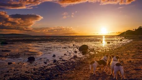 Golden Sunset with Two Dogs at the Shore wallpaper