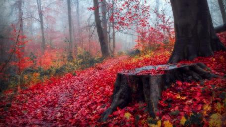 Vibrant Autumn Forest Pathway with Leaves wallpaper