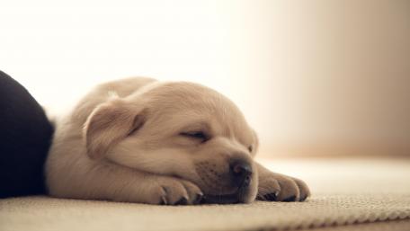 Cozy Puppy Sleeping in Sunlight wallpaper