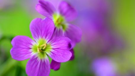 Delicate Purple Blooms in a Dreamy Blur wallpaper