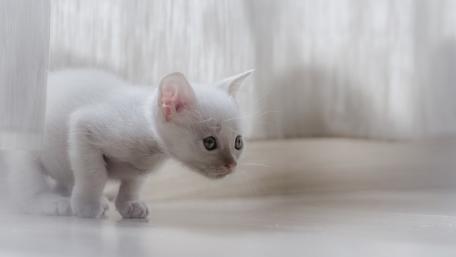 Charming White Kitten Exploring Its World wallpaper