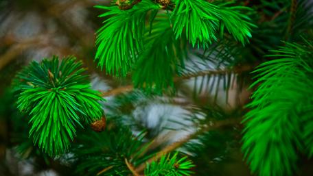 Pine Branch Serenity in 4K Detail wallpaper