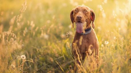 Golden Vizsla in a Sunlit Meadow wallpaper