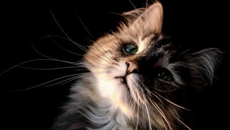 A Curious Cat in Shadowed Elegance wallpaper