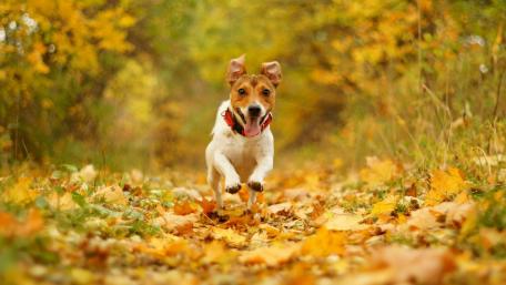 Joyful Jack Russell in Autumn Bliss wallpaper