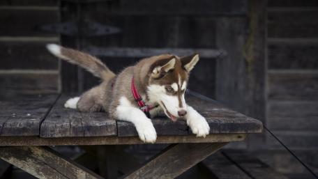 Adorable Husky Puppy Relaxing on a Table wallpaper
