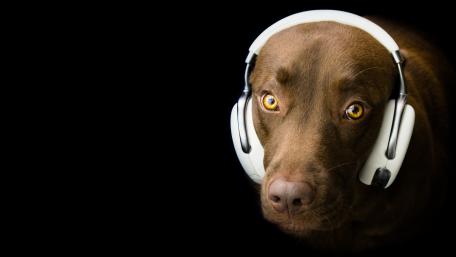 Charming Dog with Headphones on a Dark Background wallpaper
