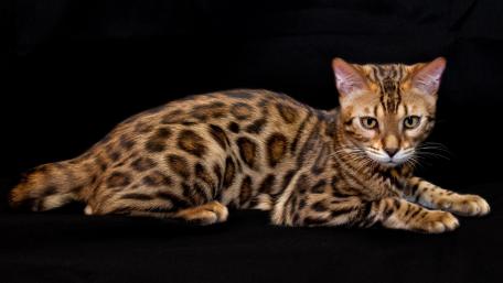 Elegant Bengal Cat on Dark Background wallpaper