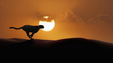 Graceful Cheetah Silhouetted Against a Golden Sunset wallpaper