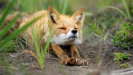 Relaxing Red Fox in Nature Scene wallpaper