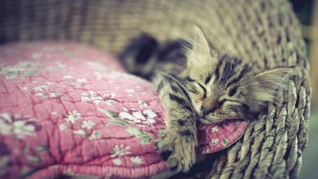 Cozy Moments with a Sleeping Kitten wallpaper