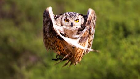 Majestic Owl in Flight Reveals Nature's Wonder wallpaper