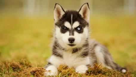 Cute Siberian Husky Puppy in a Meadow wallpaper