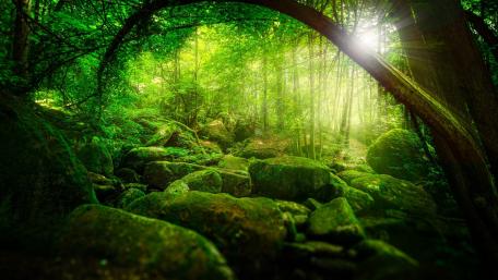 Lush Green Forest with Sunlight Filtering Through Trees wallpaper
