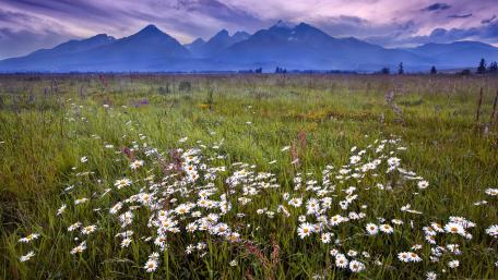 Serene Meadow Under Majestic Mountains wallpaper